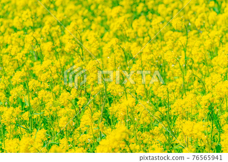 Rape blossoms and ball bokeh [Nagano Prefecture] 76565941