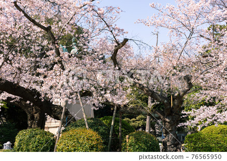 上野公園的小松乙女和小松宮雕像 上野公園的小松乙女和小松宮雕像 76565950