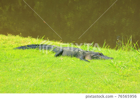2021 PGA Championship Course Kiawah Ocean Golf Course 2021 PGA Championship Course Kiawah Ocean Golf Course 76565956