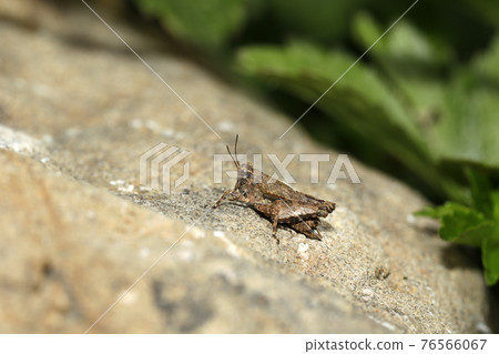 希瓦巴塔的同伴 希瓦巴塔的同伴 76566067