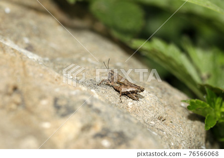 Hishbatta's companion 76566068