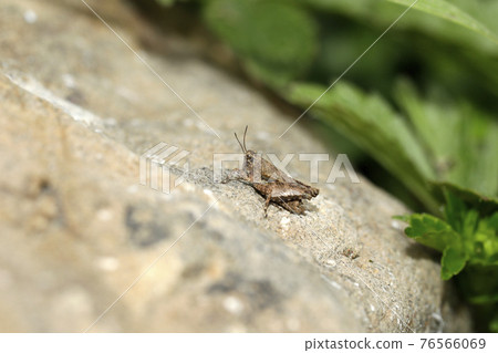 希瓦巴塔的同伴 希瓦巴塔的同伴 76566069