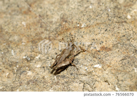 Hishbatta's companion 76566070