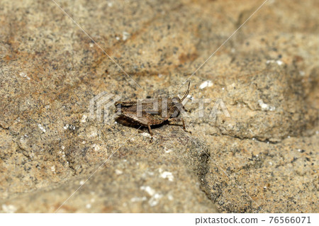 希瓦巴塔的同伴 希瓦巴塔的同伴 76566071