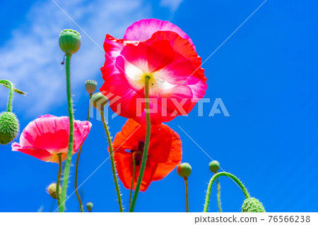 Poppy flowers and blue sky at Aichi Ranch in early summer [Aichi Prefecture] 76566238