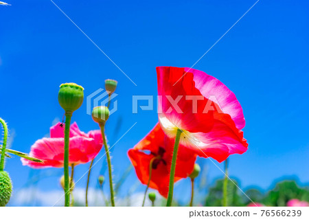 Poppy flowers and blue sky at Aichi Ranch in early summer [Aichi Prefecture] 76566239