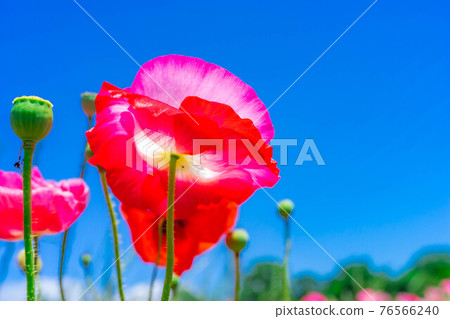 Poppy flowers and blue sky at Aichi Ranch in early summer [Aichi Prefecture] 76566240