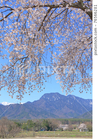 春天櫻花盛開的安曇野 76566281