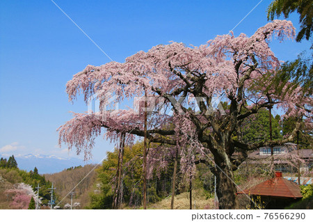 Mt. Adatara, Sakura Jizo, Fukushima Prefecture (Koriyama City, Fukushima Prefecture) 76566290