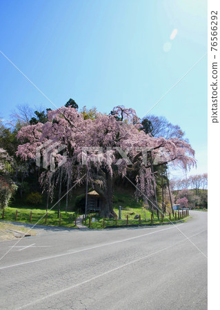 Beniedari Jizo Sakura (Koriyama City, Fukushima Prefecture) 76566292