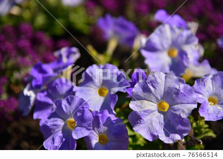 紫花 紫花 76566514