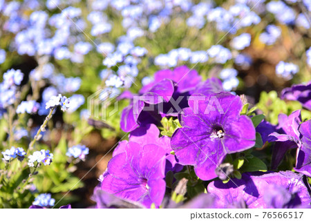 Spring purple Spring purple 76566517