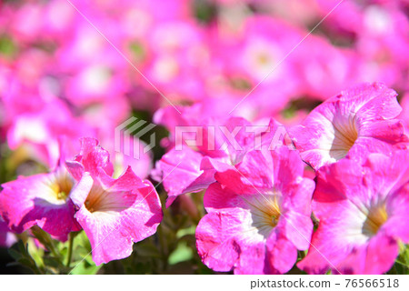 Spring pink Spring pink 76566518