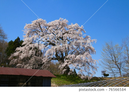 Godomakita Sakura (Koriyama City, Fukushima Prefecture) Godomakita Sakura (Koriyama City, Fukushima Prefecture) 76566584