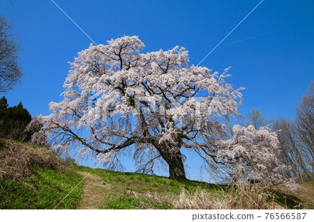 Godomakita Sakura (Koriyama City, Fukushima Prefecture) Godomakita Sakura (Koriyama City, Fukushima Prefecture) 76566587