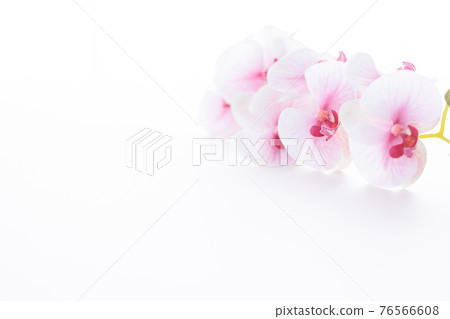 粉紅色蝴蝶蘭蘭花為背景 76566608