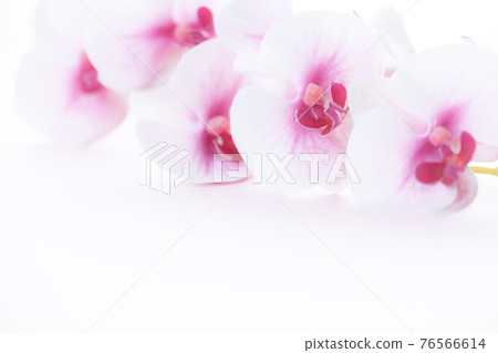 Pink Phalaenopsis orchid for background Pink Phalaenopsis orchid for background 76566614