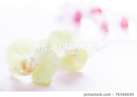 Yellow and pink Phalaenopsis orchid for background 76566690