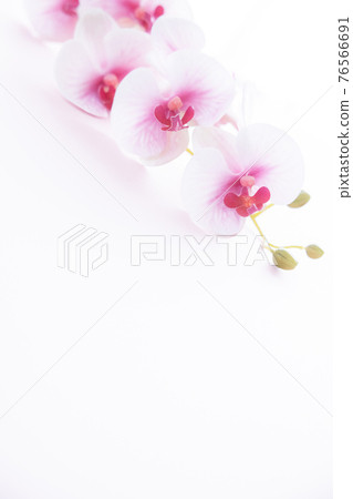 Pink Phalaenopsis orchid for background 76566691