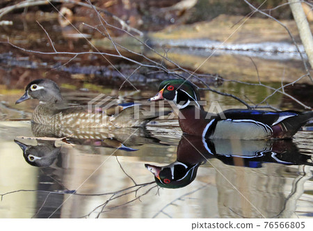 Colorful Wood Duck couple and their reflection on the lake, Quebec, Canada Colorful Wood Duck couple and their reflection on the lake, Quebec, Canada 76566805