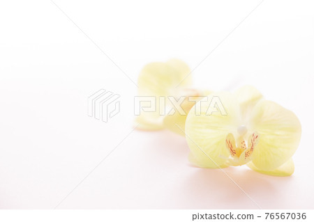 Background material: Yellow Phalaenopsis orchid 76567036