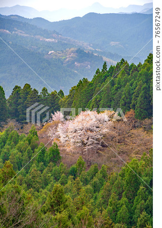 從為里山的春天增添色彩的智光寺的入口處看到的景色。 76567249