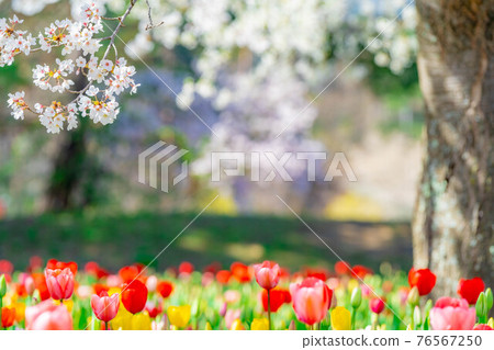 國立阿爾卑斯安住公園的櫻花和郁金香【長野縣】 76567250