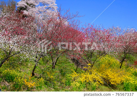 Cherry blossoms near Beniedari Jizo Sakura (Koriyama City, Fukushima Prefecture) 76567337