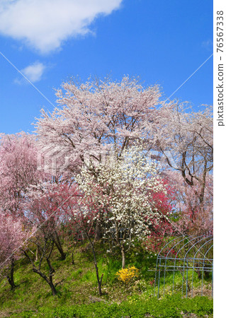 Cherry blossoms near Beniedari Jizo Sakura (Koriyama City, Fukushima Prefecture) Cherry blossoms near Beniedari Jizo Sakura (Koriyama City, Fukushima Prefecture) 76567338