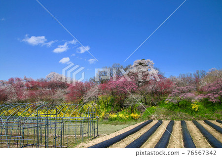 Cherry blossoms near Beniedari Jizo Sakura (Koriyama City, Fukushima Prefecture) 76567342