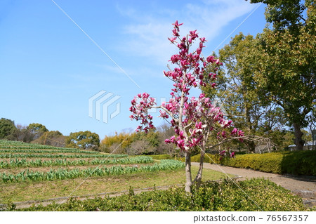 Magnolia flowers Magnolia flowers 76567357