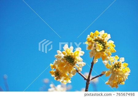 Yellow Mitsumata Flower Yellow Mitsumata Flower 76567498