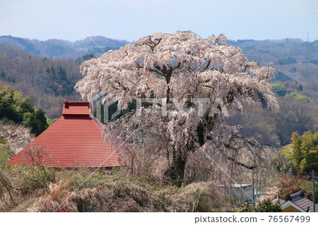 Tenno cherry blossoms in Yamada (Tamura City, Fukushima Prefecture) Tenno cherry blossoms in Yamada (Tamura City, Fukushima Prefecture) 76567499