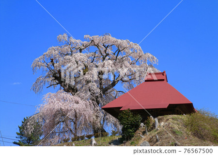 Tenno cherry blossoms in Yamada (Tamura City, Fukushima Prefecture) 76567500