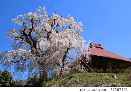 山田的天王櫻花(福島縣田村市) 山田的天王櫻花(福島縣田村市) 76567501