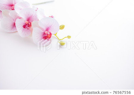 Pink Phalaenopsis orchid for background 76567556