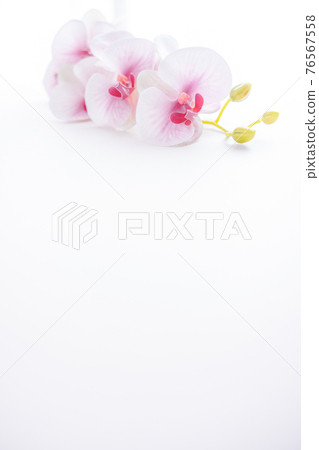 Pink Phalaenopsis orchid for background 76567558