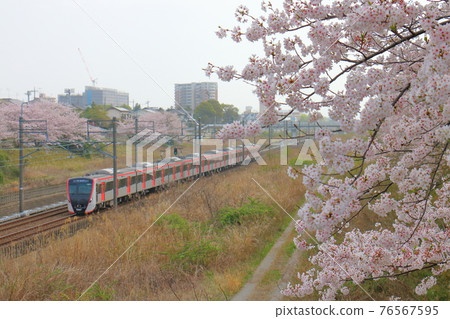 千葉縣白井市附近 都營淺草線新模型5500系列列車穿過北總線和櫻花盛開 76567595