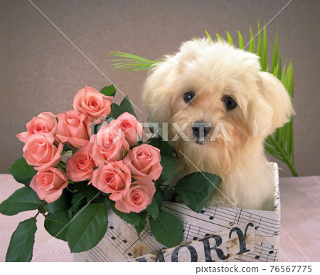 可愛的動物和花卉靜物 76567775