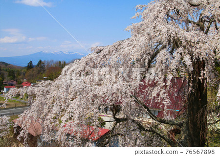 A wall weeping cherry tree (Tamura City, Fukushima Prefecture) A wall weeping cherry tree (Tamura City, Fukushima Prefecture) 76567898