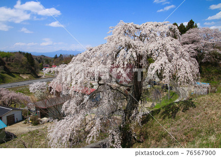 A wall weeping cherry tree (Tamura City, Fukushima Prefecture) 76567900