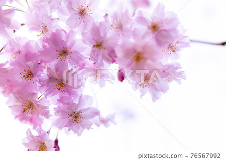 Cherry blossoms in full bloom Yae cherry blossoms Weeping cherry blossoms up Sakura no Hana main 76567992