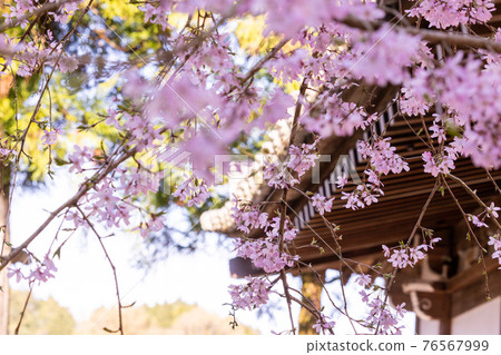 Cherry blossoms in full bloom Yae cherry blossoms Weeping cherry blossoms and shrines and temples 76567999