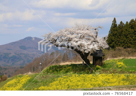小澤櫻花(福島縣田村市) 小澤櫻花(福島縣田村市) 76568417
