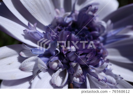 Purple flowers that decorate the garden in spring 76568612