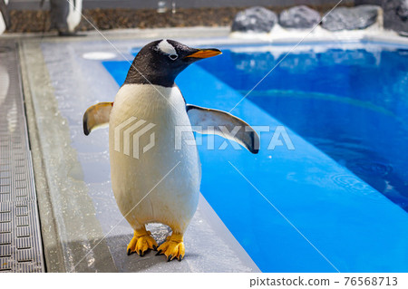 Echizen Matsushima Aquarium Penguins Echizen Matsushima Aquarium Penguins 76568713
