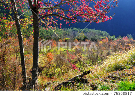 Blooming cherry blossoms and autumn scenery 76568817