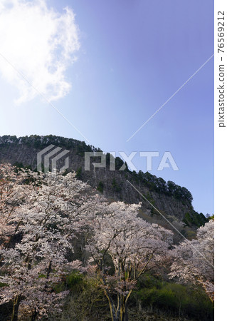 Cherry blossoming folding rock 76569212