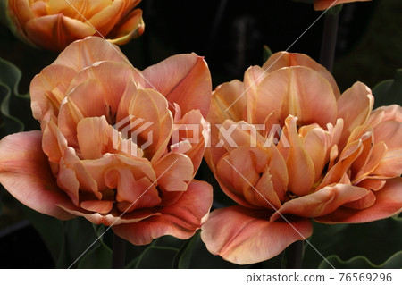 Tulip named Bell Epoch Tulip named Bell Epoch 76569296