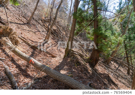 Mountain trail near the observatory of Mt. Takao, Koshu (with fallen trees) 76569404